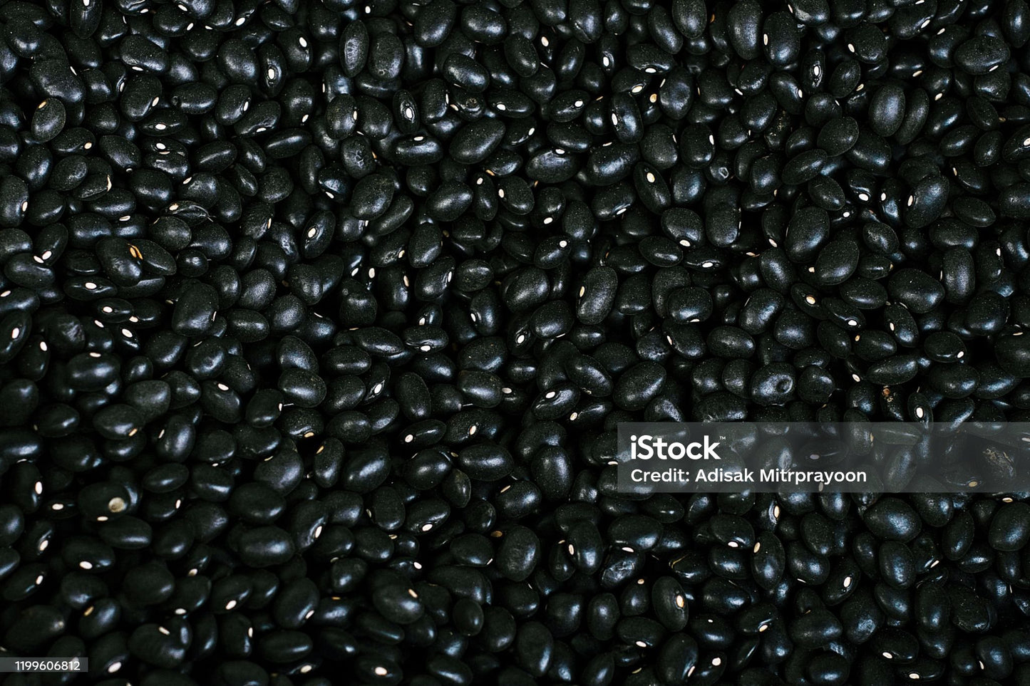 HARICOTS - harry'zBOUTIQUE